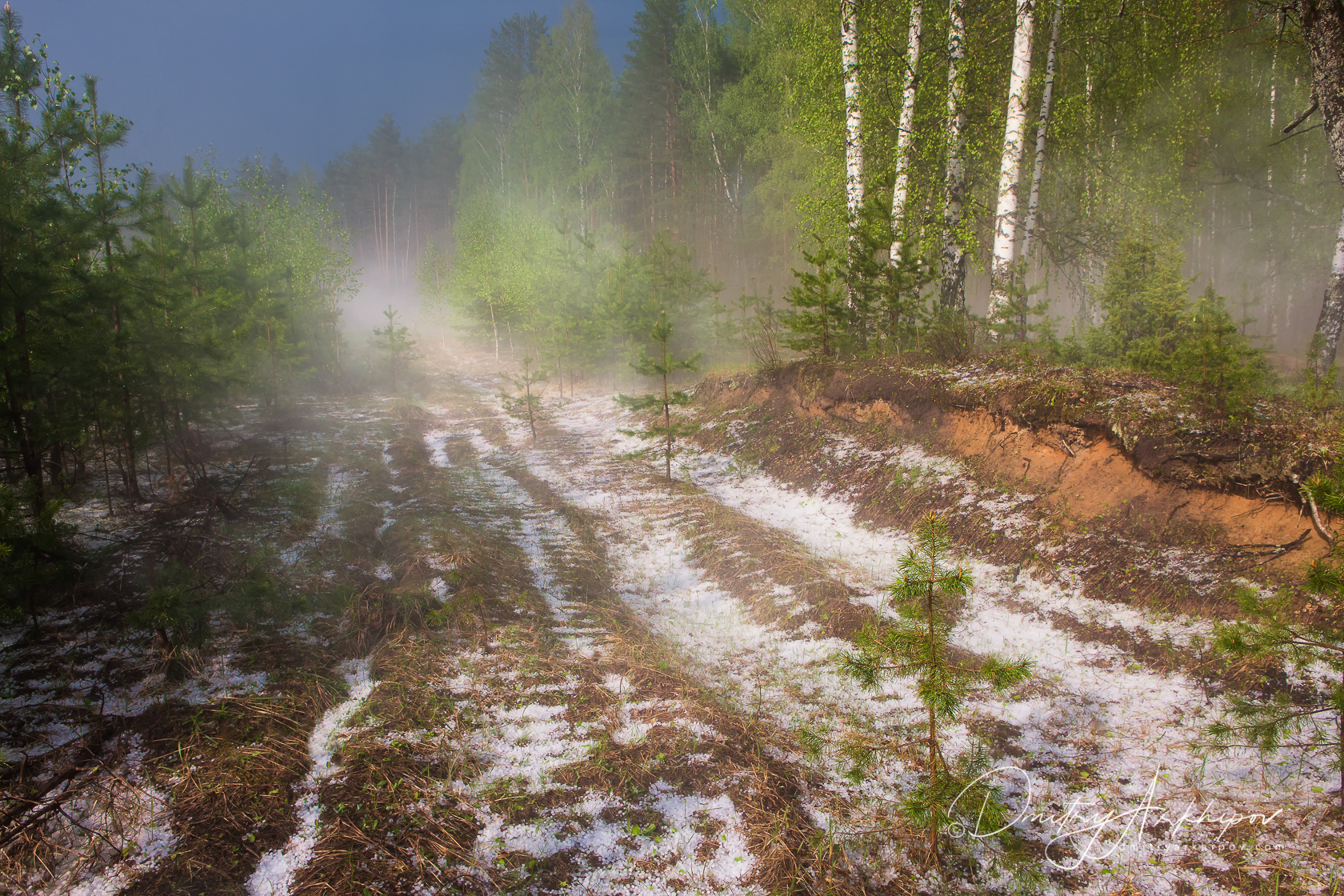 Дождь в лесу стих. Тайга бездорожье Сибирская глушь. Весенний лес. Лес после дождя.