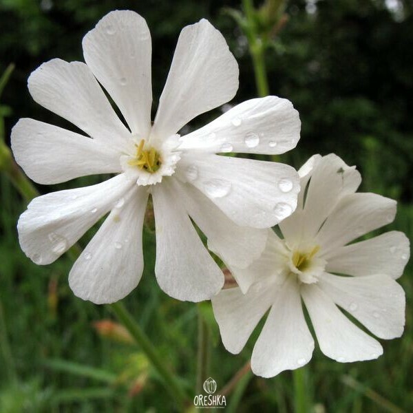 Seeds of bladder campion (Silene latifolia) — 30 pcs