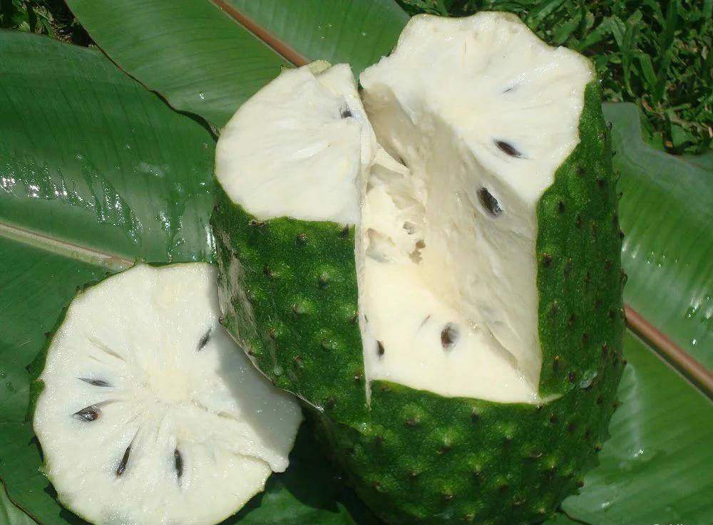 Плоды гуанабаны округлые, вытянутой формы. 