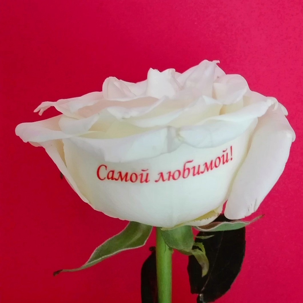 Картинки с надписями любимой женщины. Розы для любимой. Надпись цветы. Букет роз "любимой". Красивые цветы для любимой женщины.