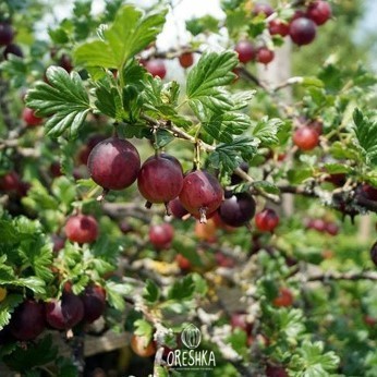 Gooseberry jam preserve jars homemade summer harvest