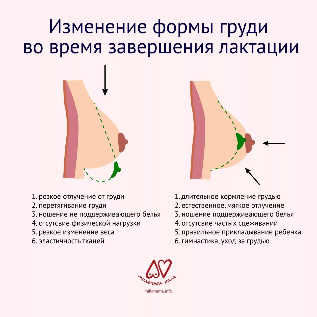 Груди и соски Груди и соски