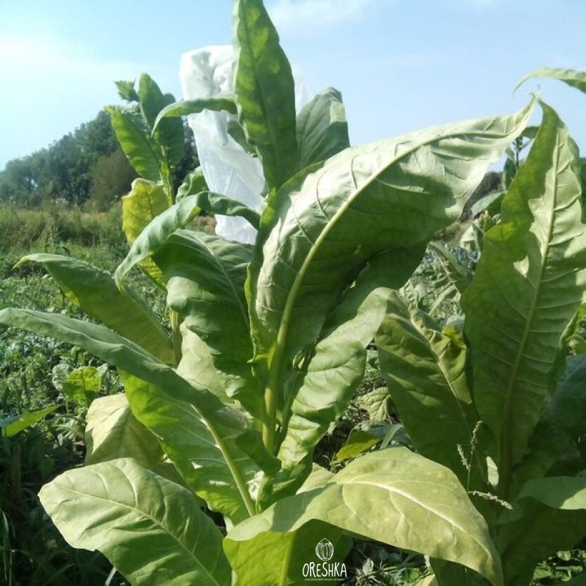 Seeds of Tobacco Early Ripe (American 572 + American 361) (Nicotiana tabacum) — 300 pcs
