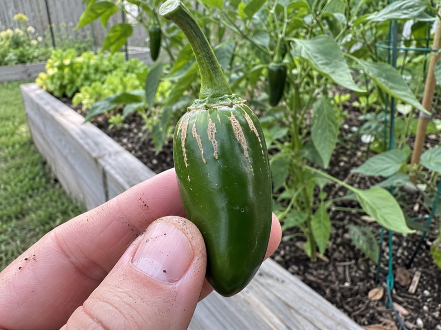 Tan corking lines on a mature green jalapeno pepper