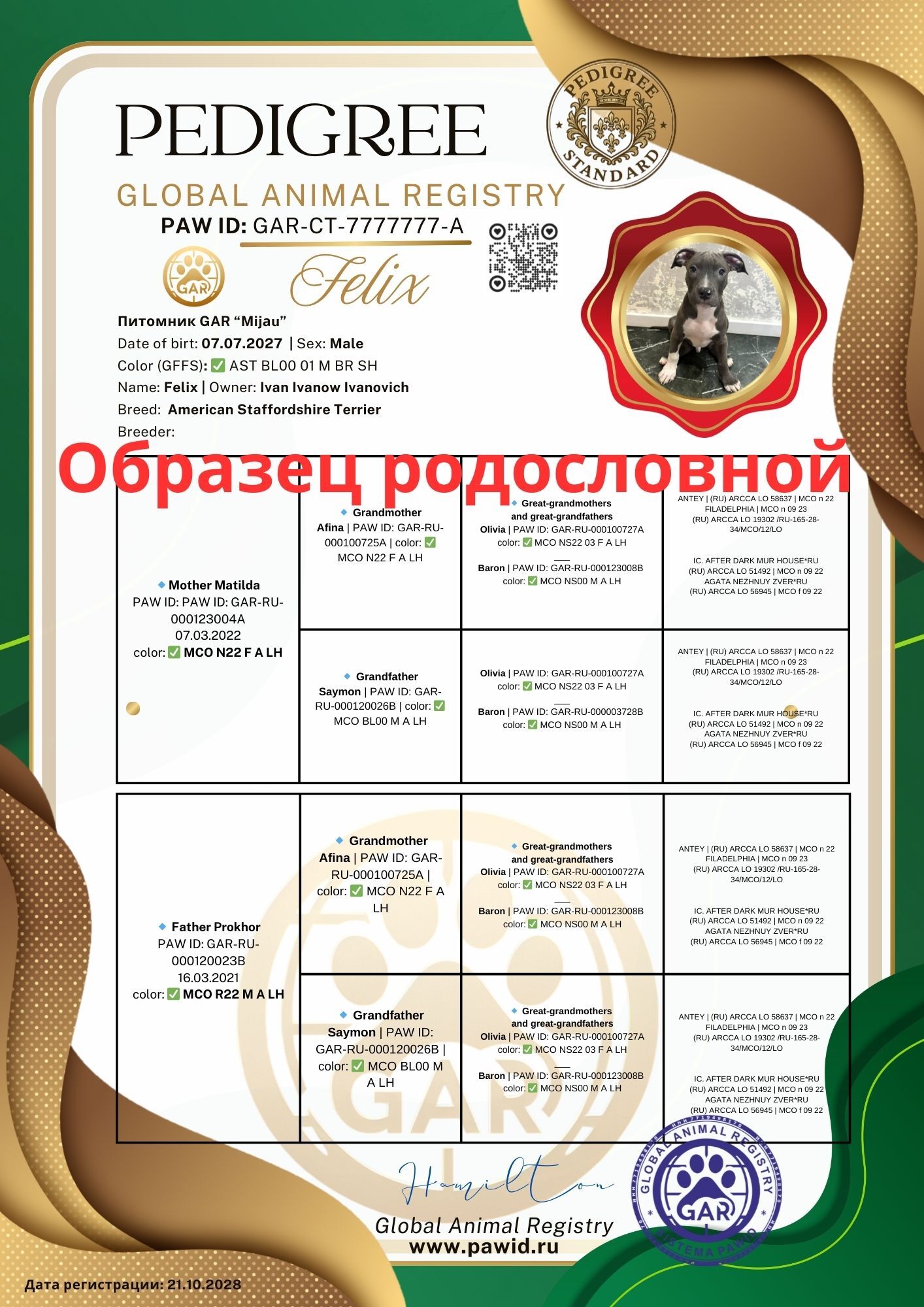 Образец родословной с родителями GAR × PAWID