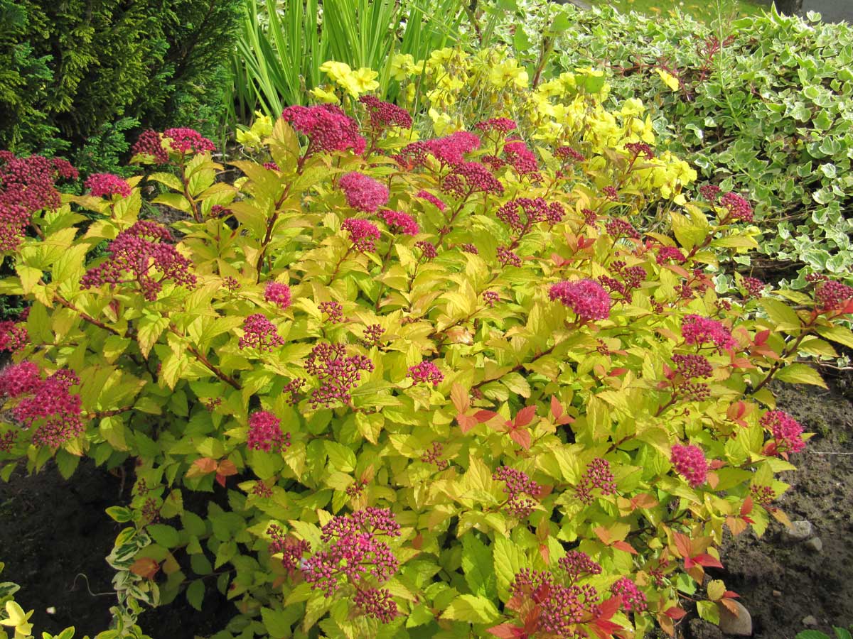 Кусты с цветными листьями для сада фото и названия
