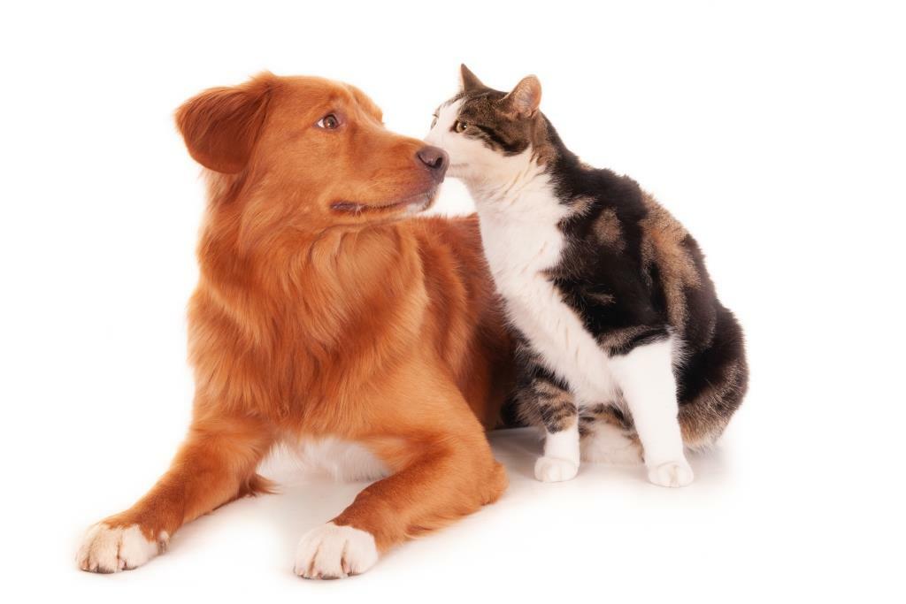 Первое знакомство кошки и собаки