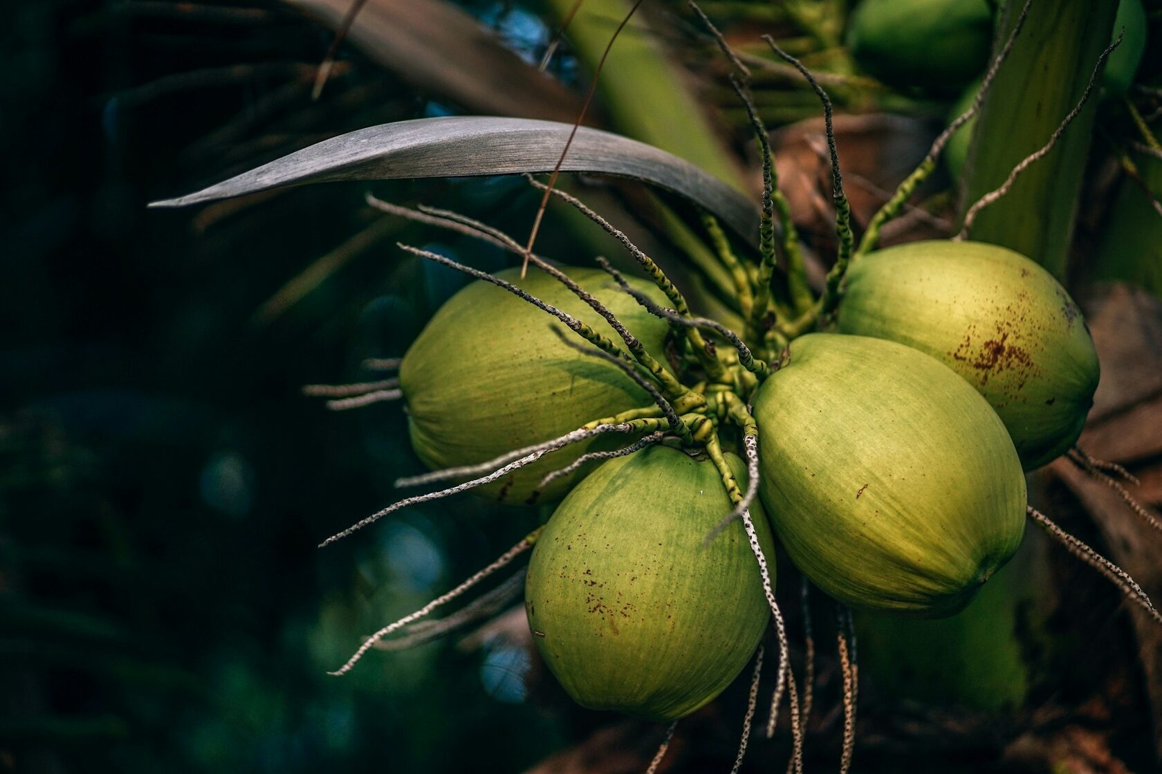 Tropical botanicals studied close — coconut, leaf, fruit.