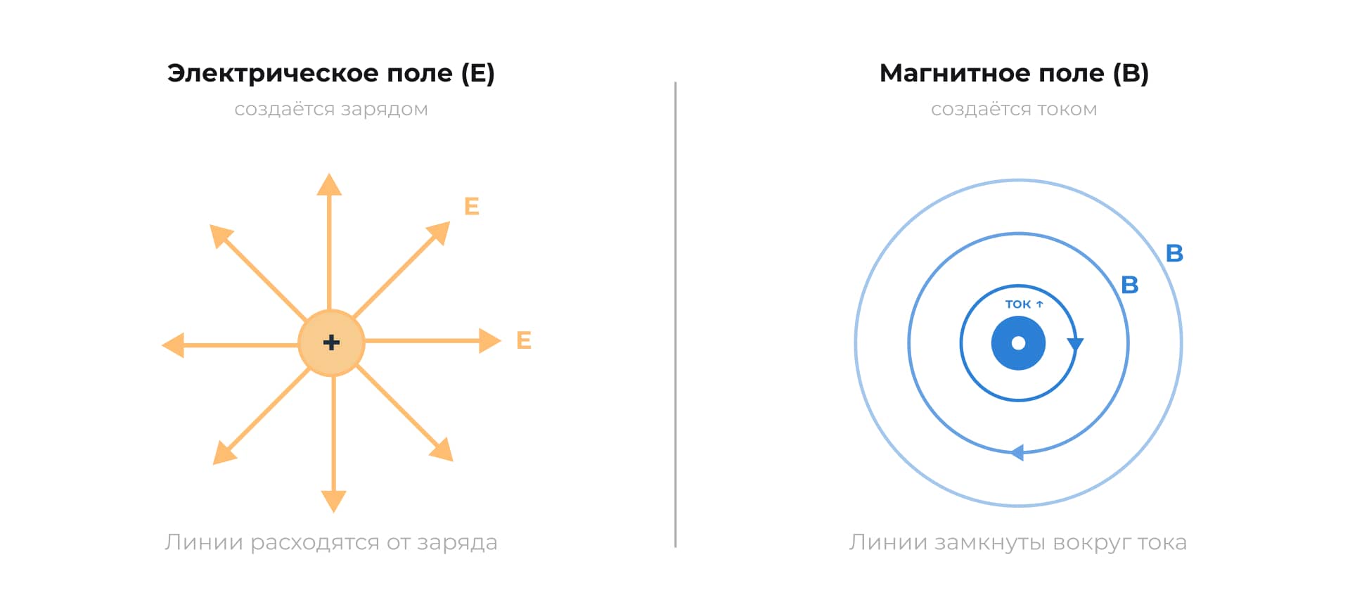 Электрическое поле: силовые линии расходятся от заряда. Магнитное поле: силовые линии замкнуты вокруг проводника с током
