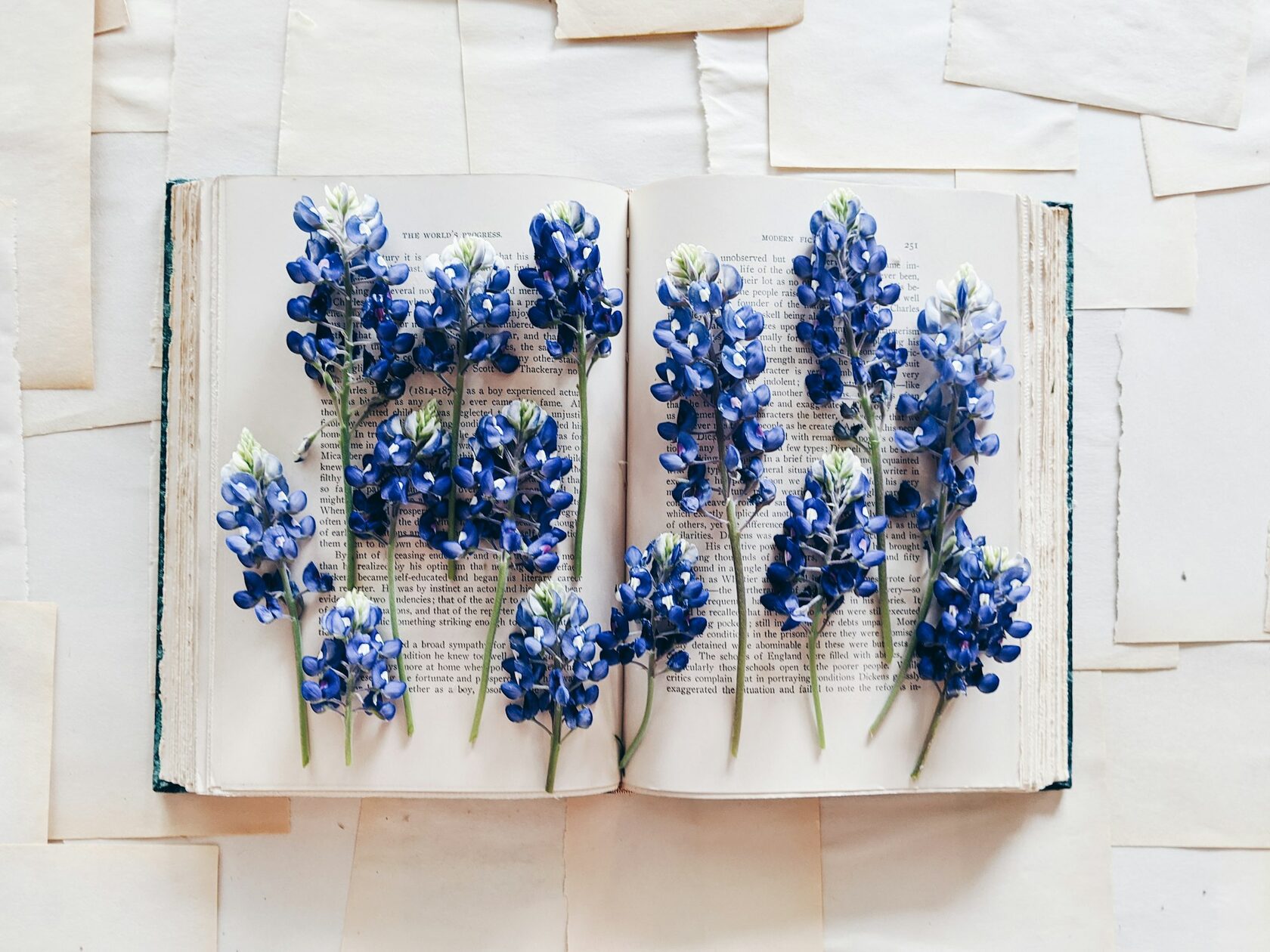Старинные книги и сухоцветы