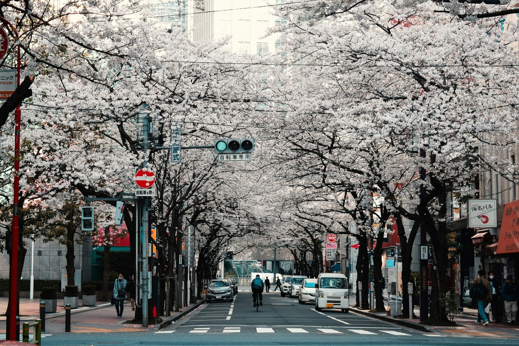 Cherry blossom trees in full bloom line a city street in Tokyo, Japan, with delicate pink flowers creating a canopy over pedestrians, cyclists, and cars during springtime.