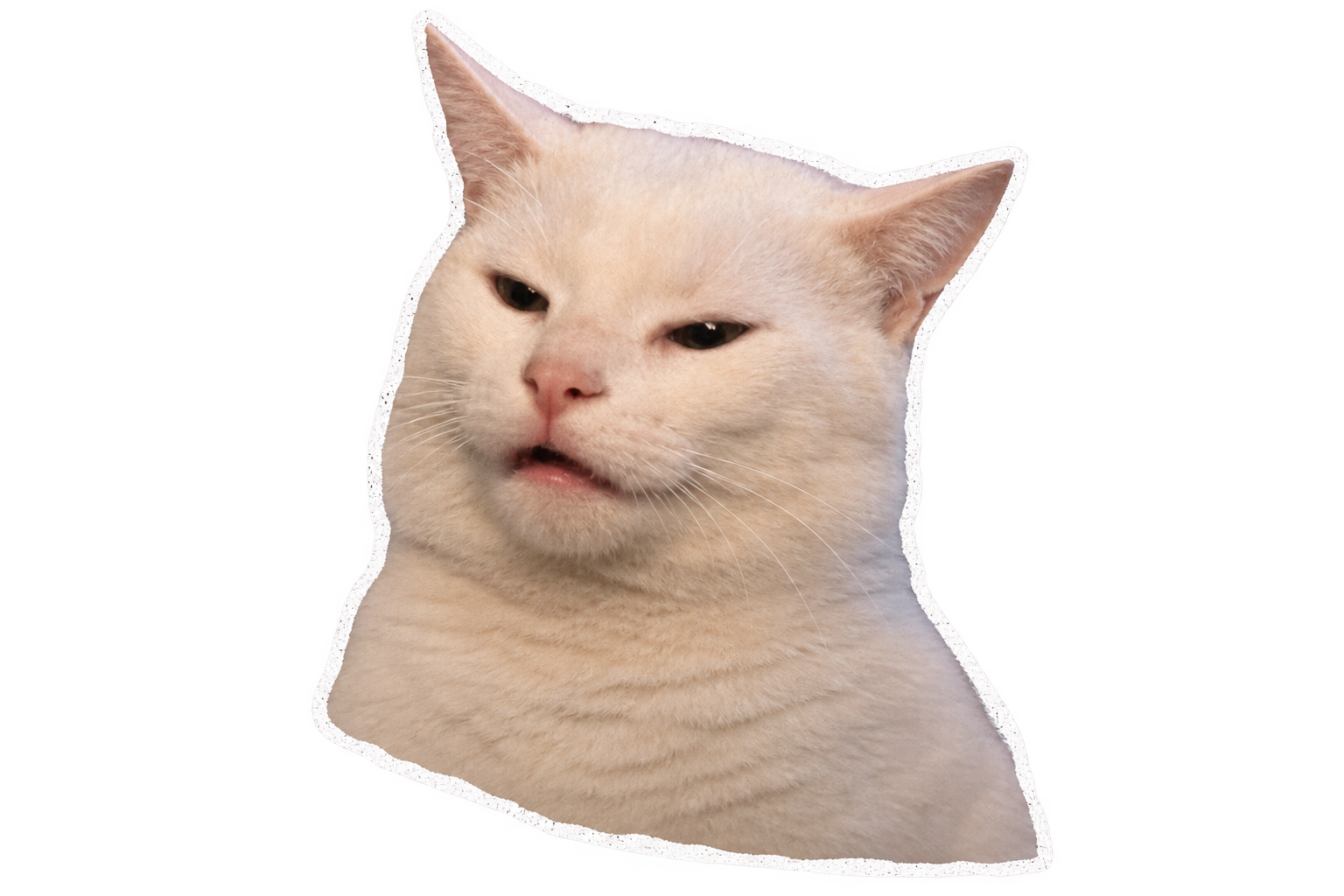 Smug cat