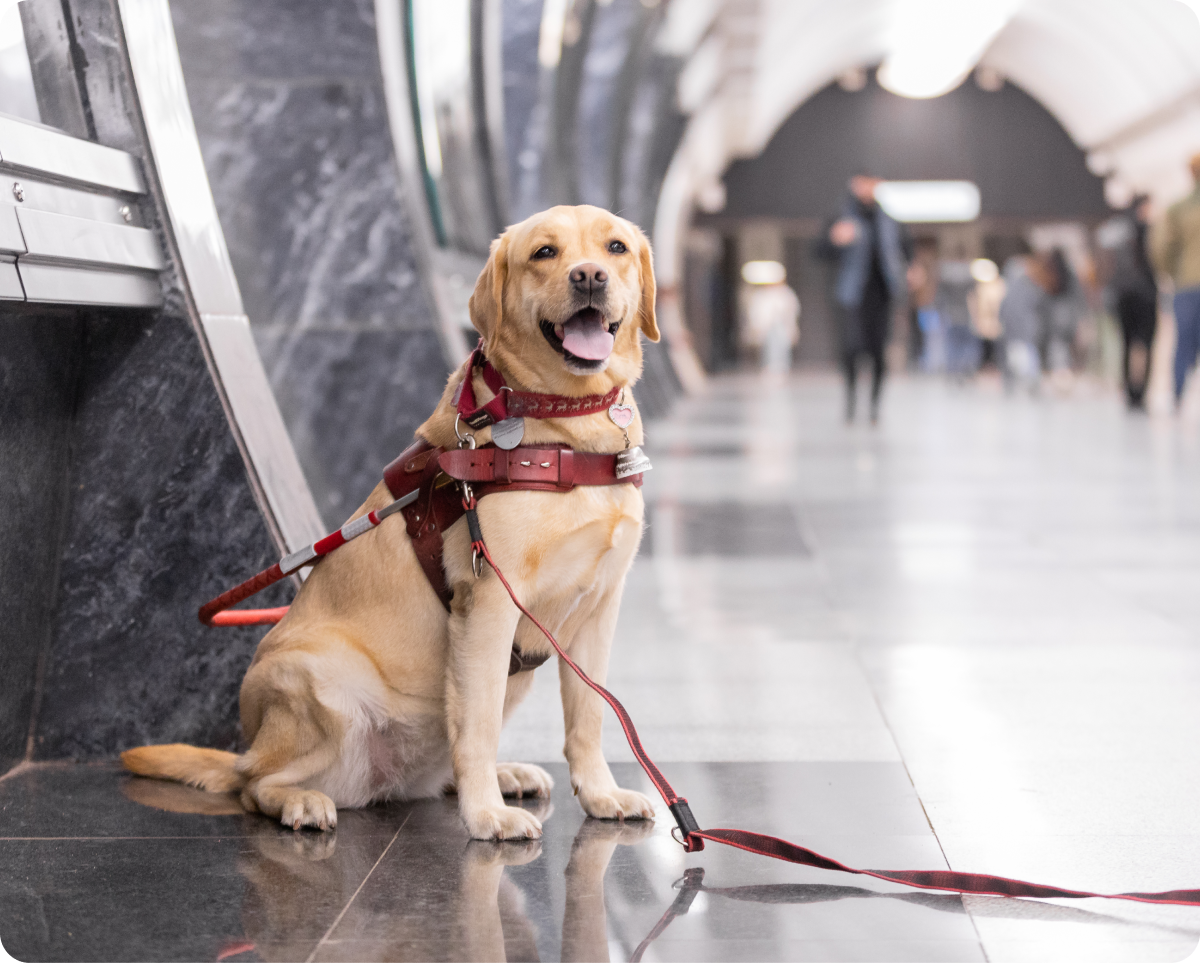 На фото в мраморном холле метро сидит лабрадор окраса в рыжину по кличке Белла Вита. Собака сидит по диагонали, повернув голову в сторону фотографирующего, ее взгляд устремлен вдаль. Собака расслаблена, лапы стоят ровно, она дышит ртом. Вся амуниция Беллы Виты красного цвета: кожаная шлейка собаки-поводыря, мягкий ошейник и длинный поводок, который растянут на всю длину. На ошейнике у лабрадора висят большой круглый жетон и брелок-колокольчик. Задний фон на фотографии размыт, на нем различимы фигуры идущих в метро людей.
