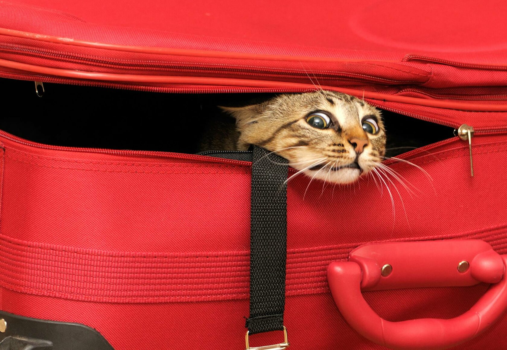 Коты с чемоданами
