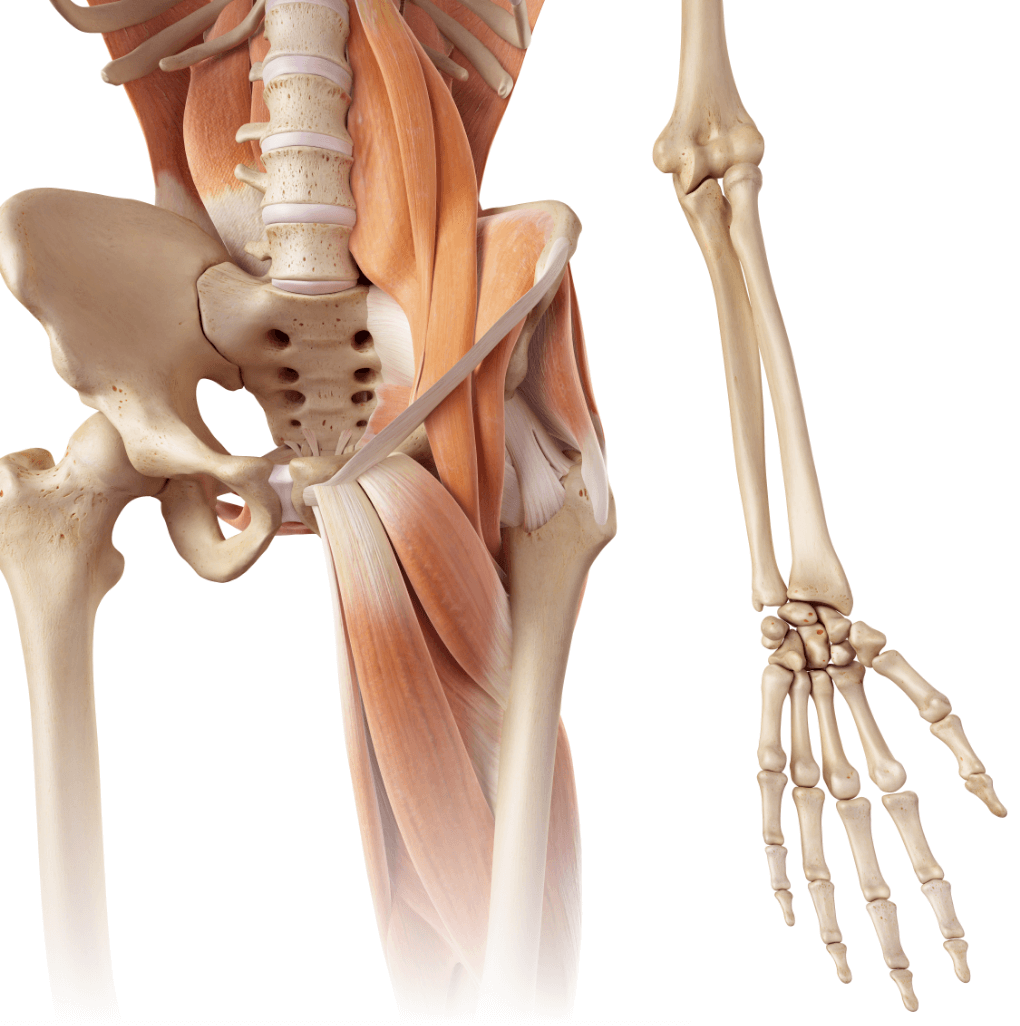 Adductor Brevis мышца