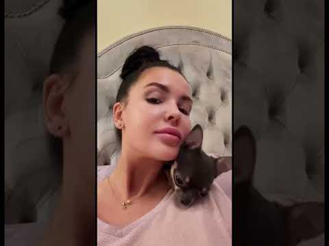 Превью видео «Собака в деревне»
