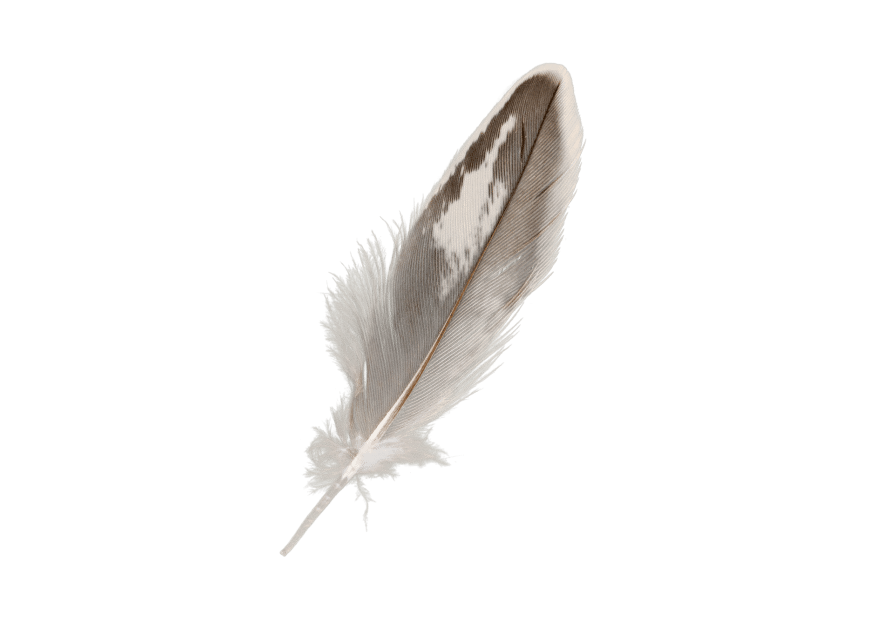 feather