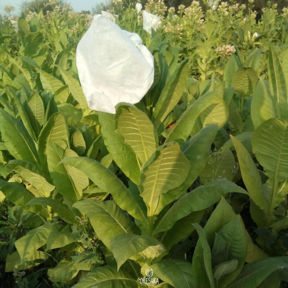 Seeds of Tobacco American 3 (Nicotiana tabacum) — 300 pcs