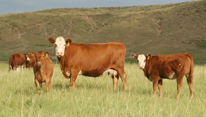 Combine Insights: Cattle Genetics