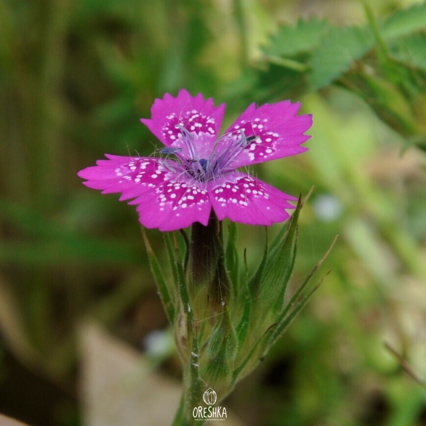 Seeds of Deptford pink (Dianthus armeria) — 20 pcs