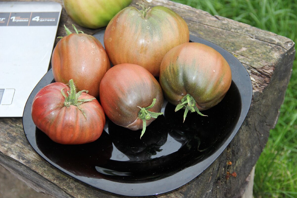 Добрый день, дорогие садоводы и огородники! Я очень люблю выращивать томаты. Каждый год высаживаю много разных новинок сортов и гибридов, примерно около ТРЁХСОТ корней.-9
