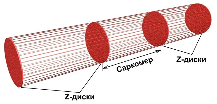 Строение миофибриллы (саркомеры)