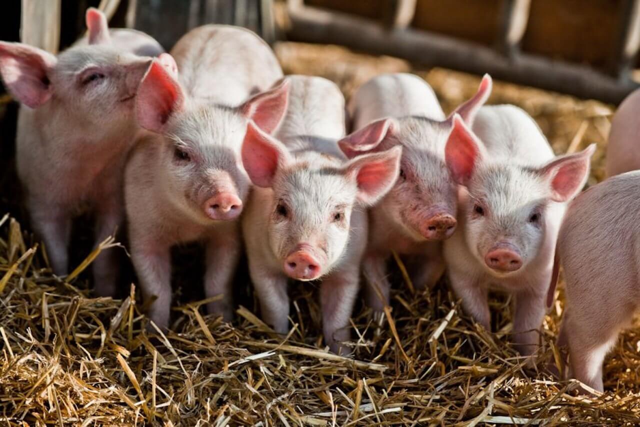 Сельская свинья. Животноводство. Животноводство свиноводство. Сельское хозяйство свиньи. Животноводство Свинов.