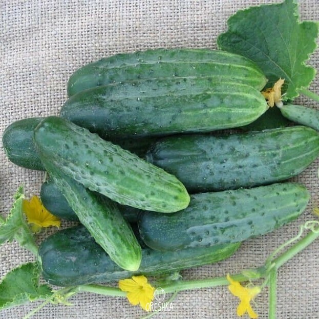 Купить Семена Огурцов Борисыч