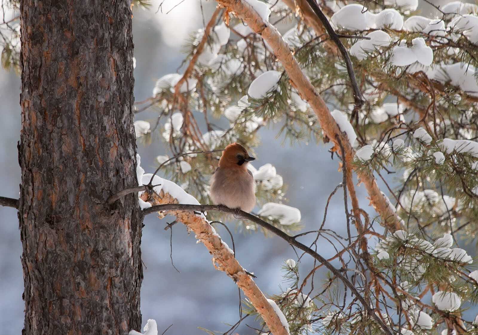 птицы Байкальского заповедника