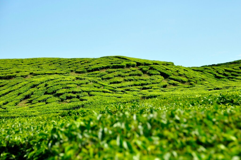 Чайная плантация Кайу Аро, Джамби, Суматра, чай, листы чая. чай в Eden Hookah
