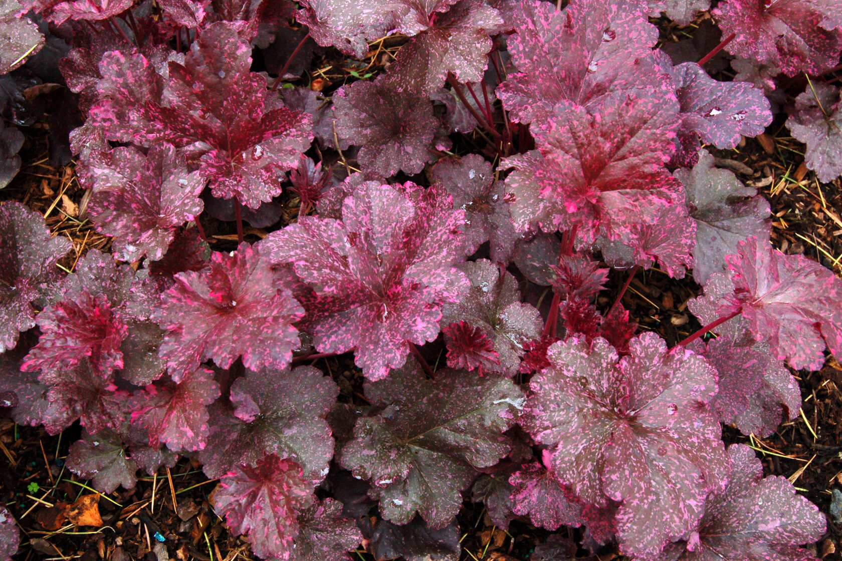 Гейхера (Heuchera) 