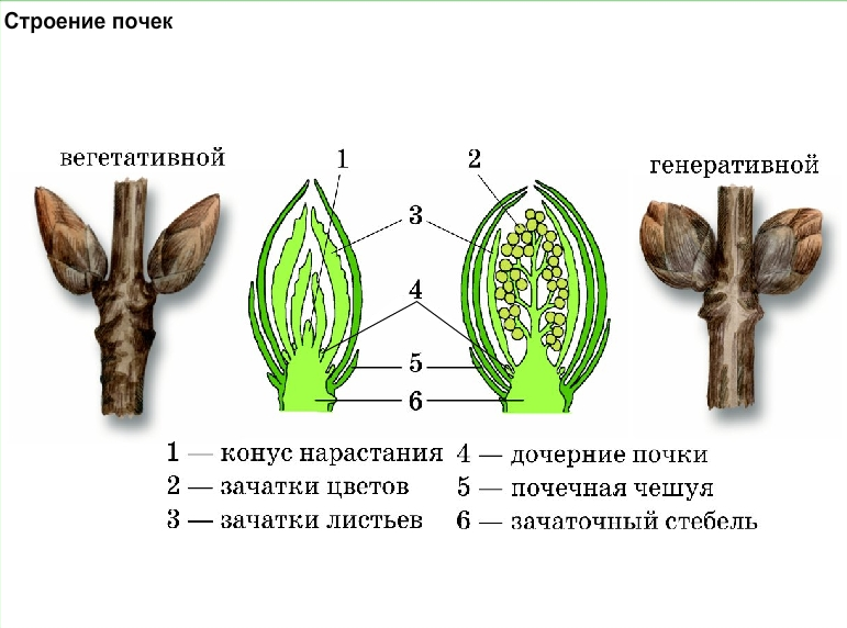 Схема строения побега