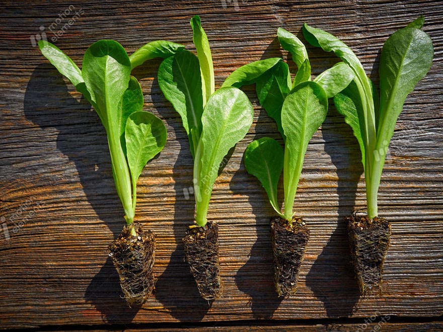 Lettuce seedlings with vibrant green leaves and exposed roots, displayed on a wooden surface, highlighting the suitability for indoor gardening and quick harvests.