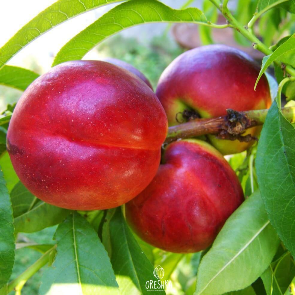 Red big nectarine fresh seeds, Nectarine tree, Nucipersica seeds
