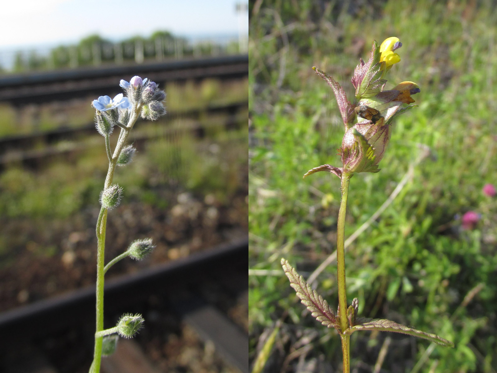 флора Байкальского заповедника