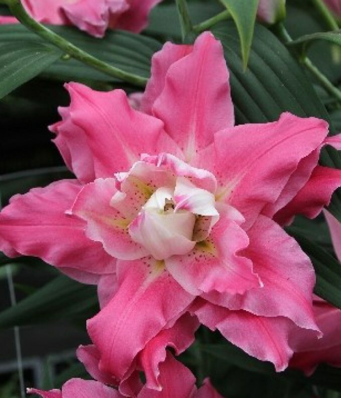 каталог /лилии / восточные и ОТ-гибриды махровые