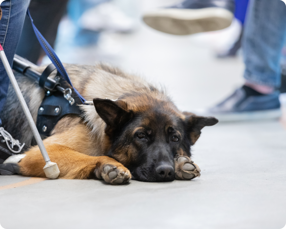 На сером полу в вагоне поезда лежит немецкая овчарка Долли, большая часть ее тела скрыта за ногами одетого в темно-синие джинсы и черные кроссовки с белыми шнурками хозяйки за кадром. Она положила голову между передних лап и немного опустила уши в стороны, взгляд выразительных черных глаз, практически сливающихся с черной маской окраса, направлен чуть в сторону от фотографа. На овчарке темно-синяя шлейка собаки поводыря, у локтя ее правой лапы виден наконечник белой трости. На заднем фоне полу-размытые ноги других пассажиров.