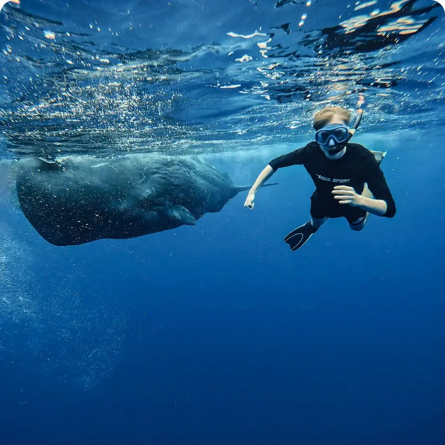 Тур на Маврикий - Плаванье с кашалотами в открытом океане