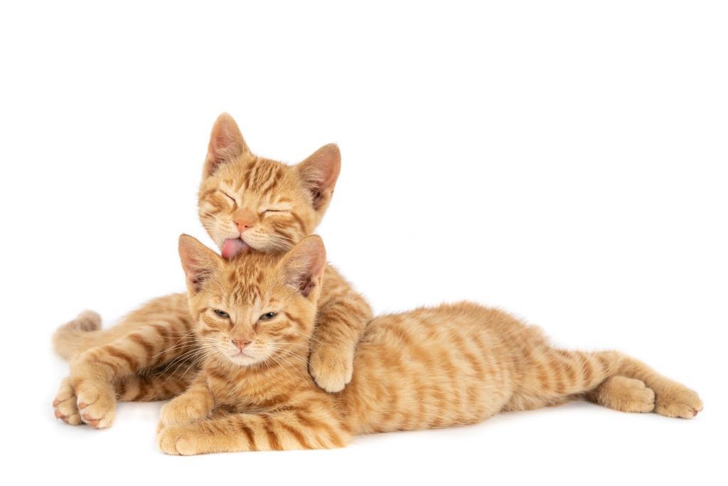 Мастит у кошек