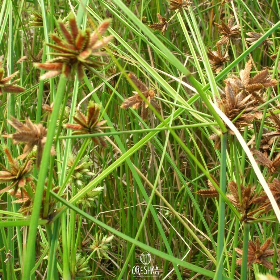 Cyperus esculentus wild sedge triangular stems flower head