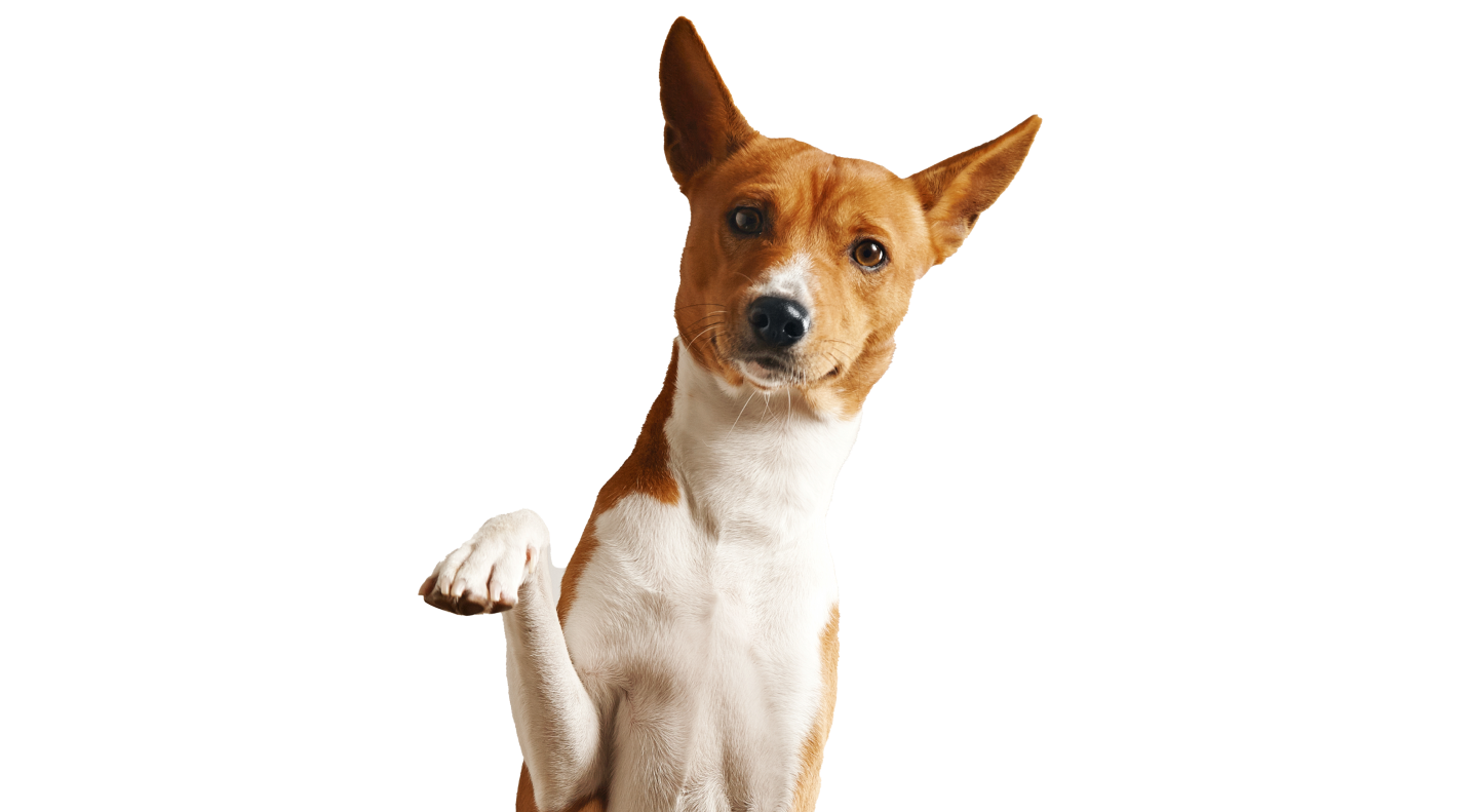 PetService | ПетСервис | Дрессировка собак в Москве