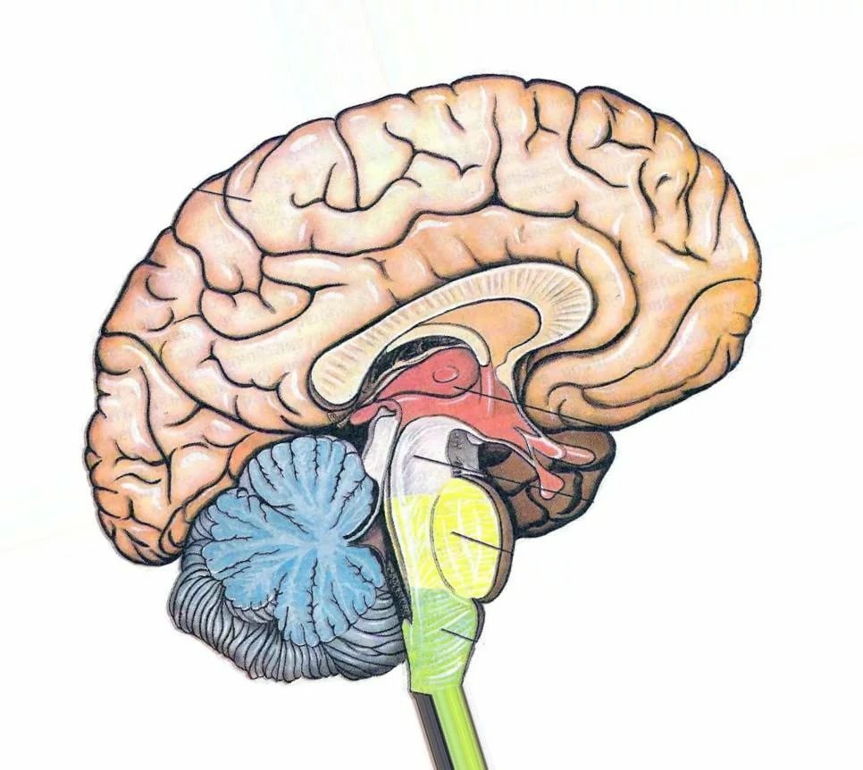 Мозг без подписей. Головной мозг. Изображение головного мозга. Строение головного мозга человека. Мозг рисунок.