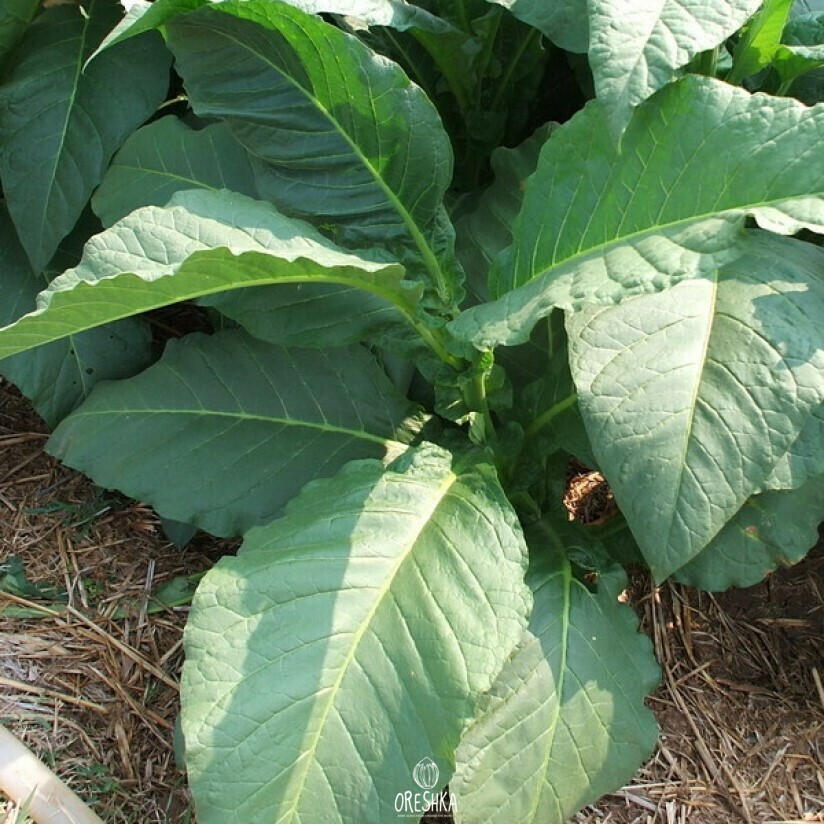 Seeds of Tobacco Szamosi dark (Nicotiana tabacum) — 300 pcs