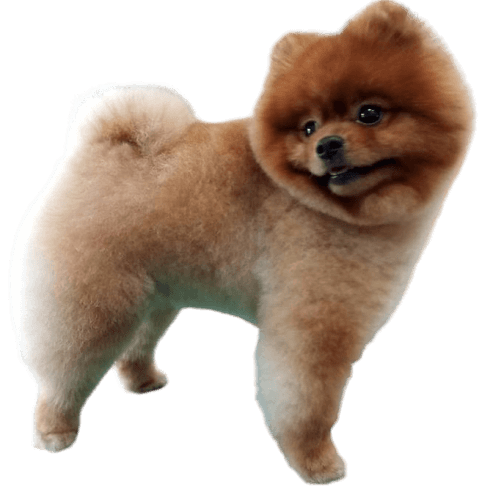 стрижка шпица под бу