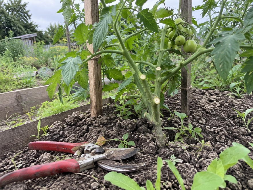 Healthy tomato plant with cleanly healed pruning cuts