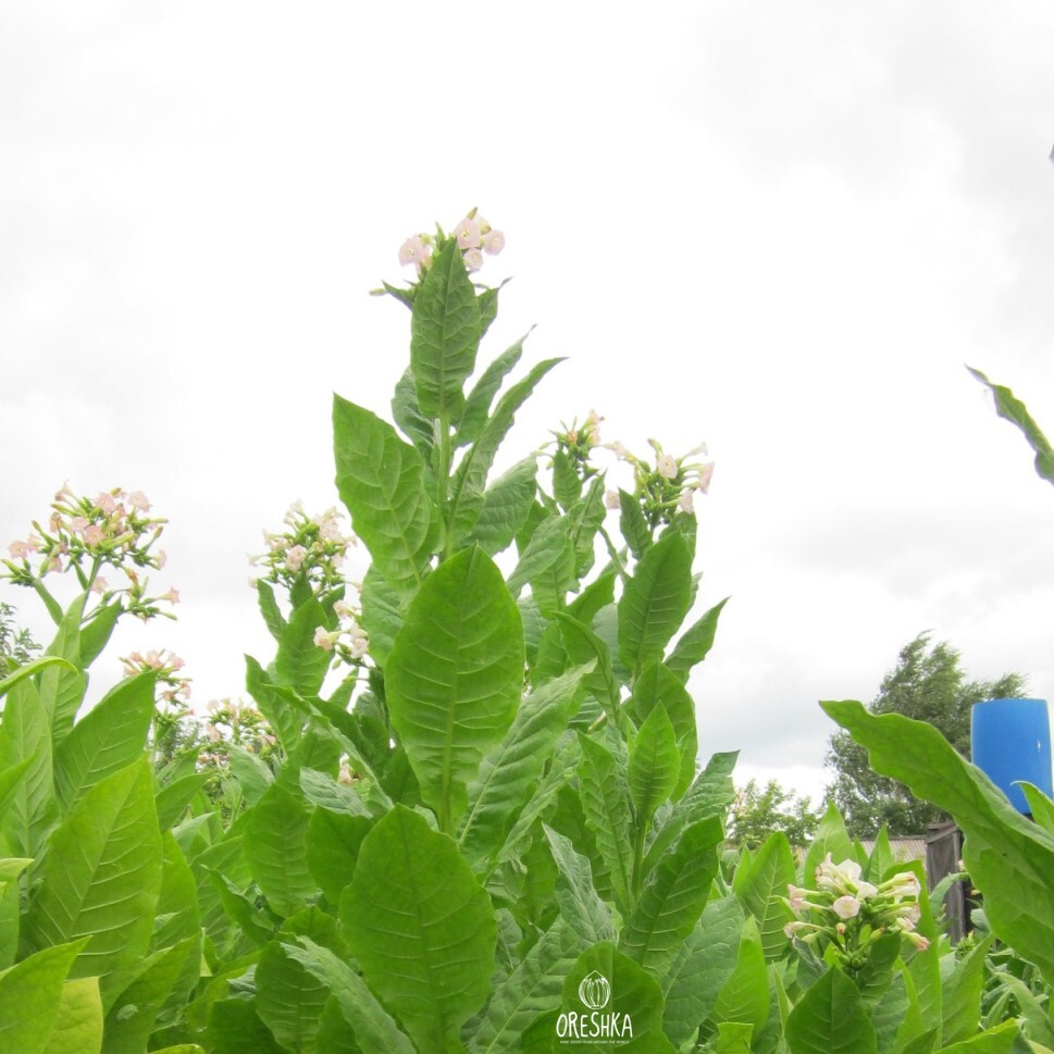 Seeds of Tobacco Trapezond (Turkey) (Nicotiana tabacum) — 300 pcs
