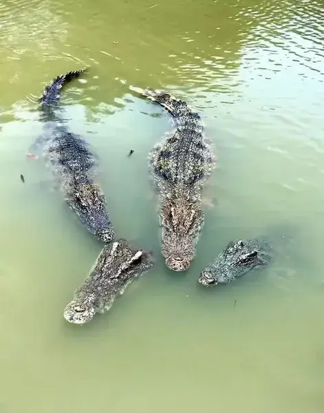Крокодилы в зелёной воде пруда