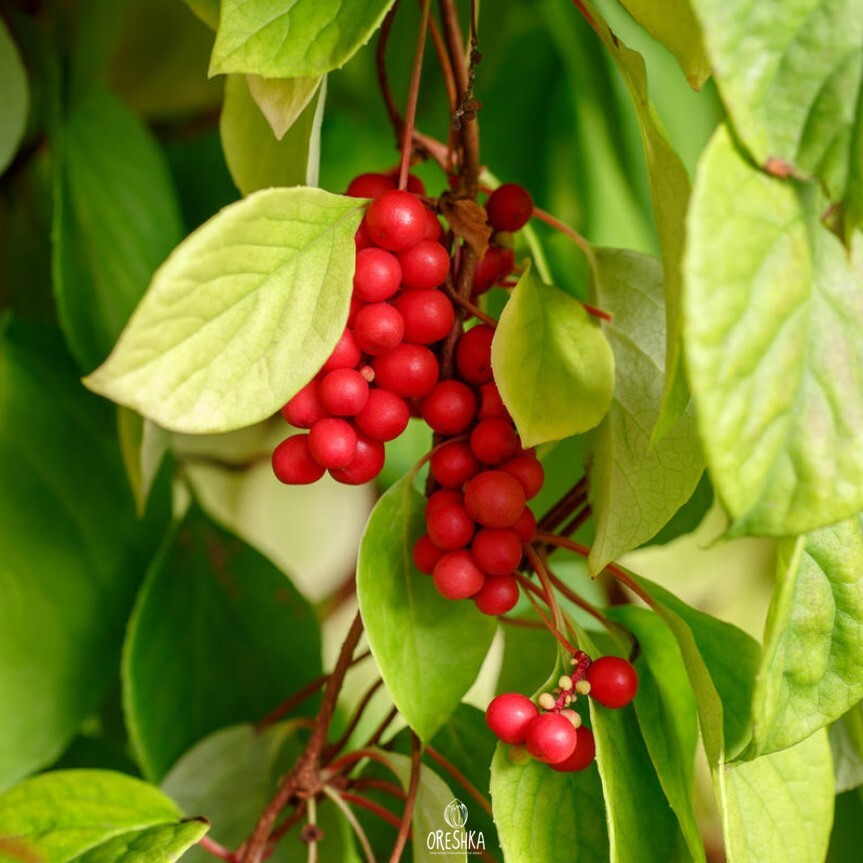 Schisandra chinensis — 20 seeds