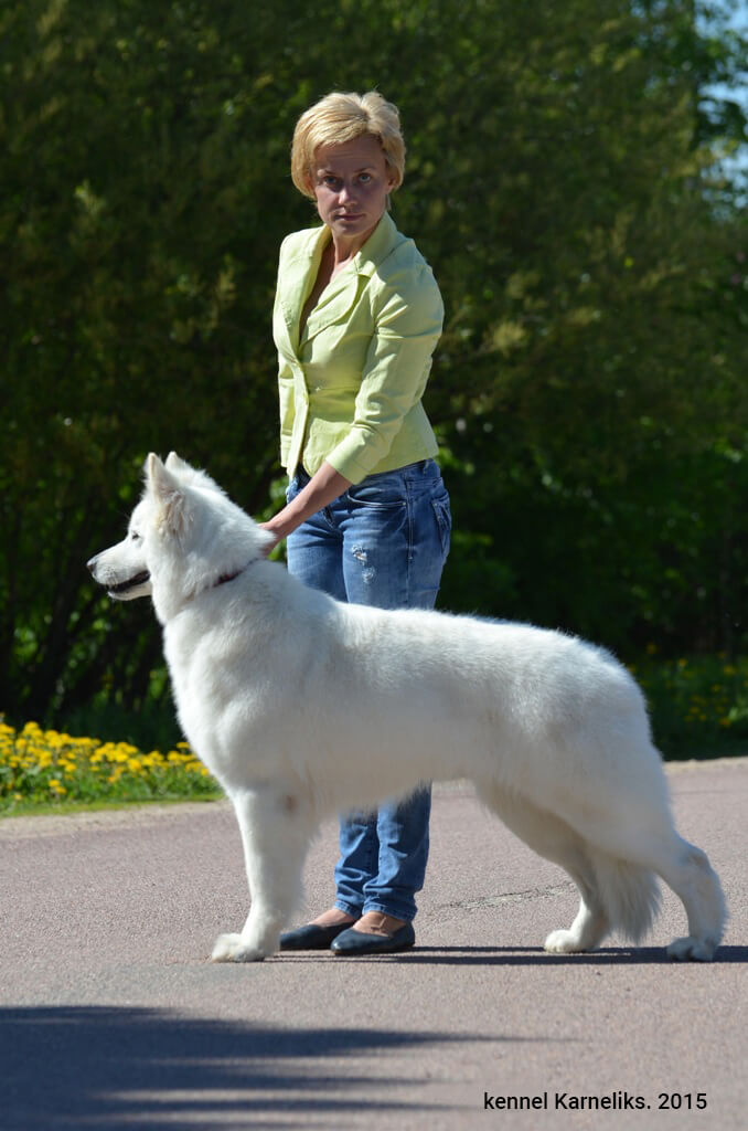 Белая швейцарская овчарка фото с человеком