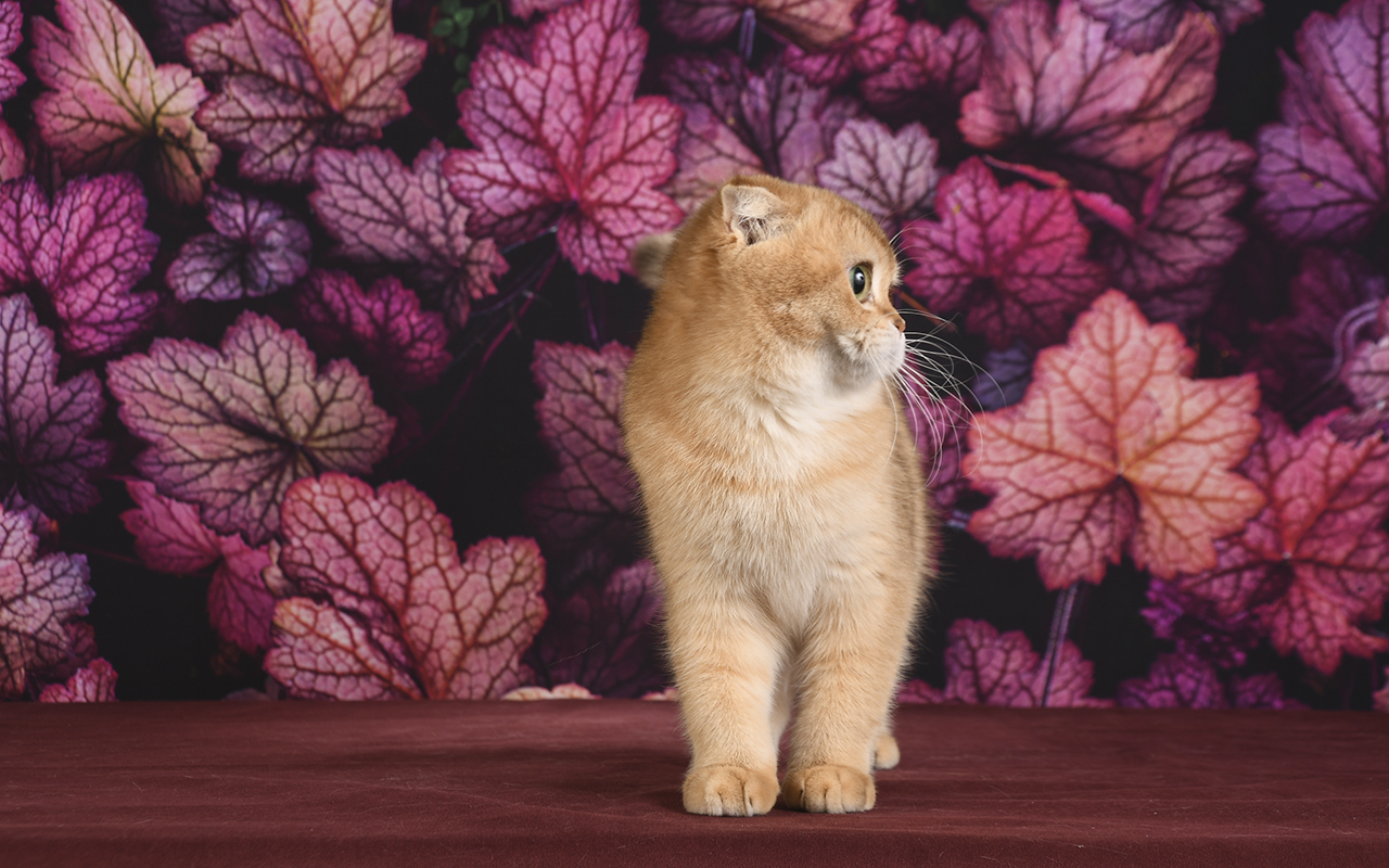 Породистая кошка, скоттиш фолд, питомник шотландских котят
